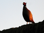 Pheasant in Macclesfield Forest